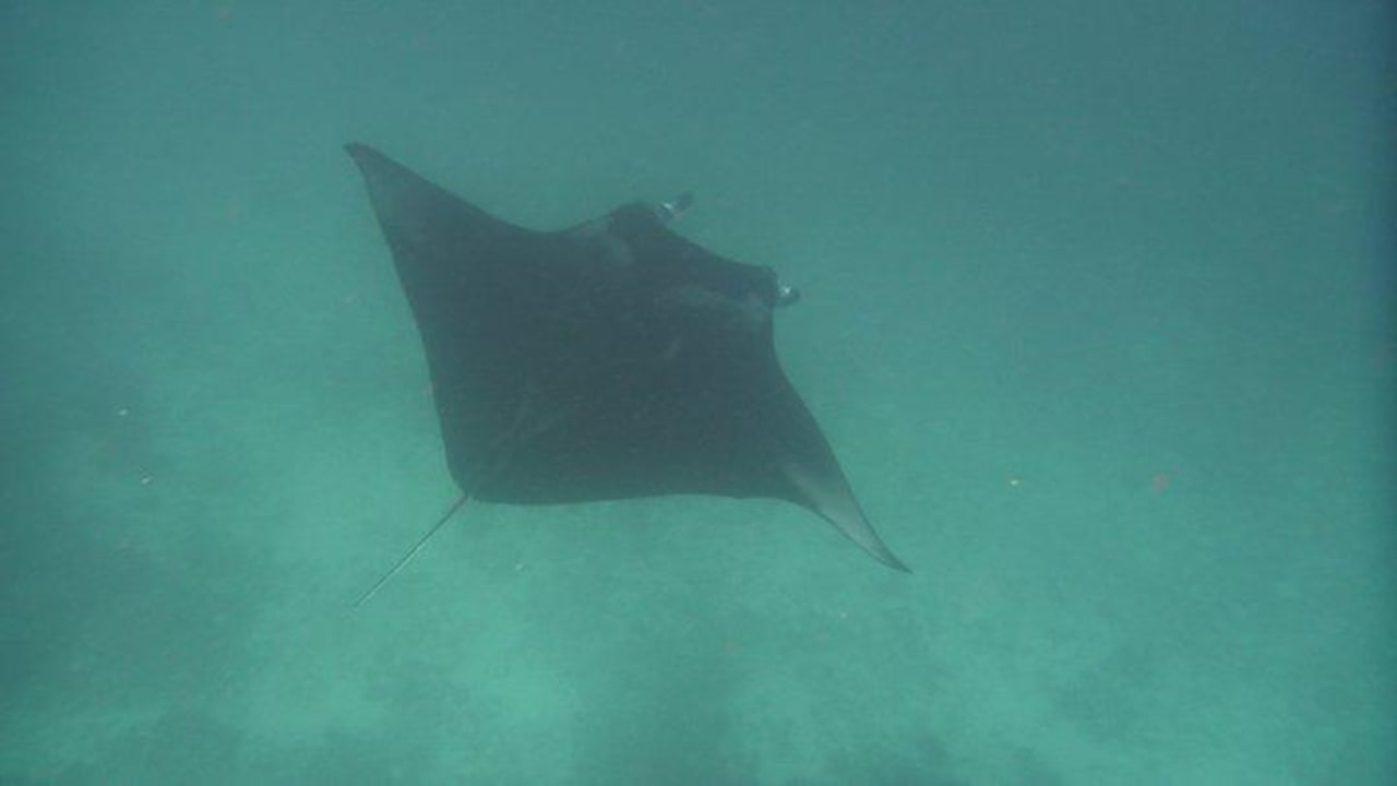 Manta  NH Collection Maldives Reethi Resort