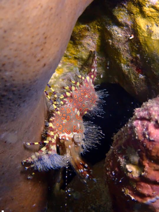Sport & Freizeit Hotel Coral Garden