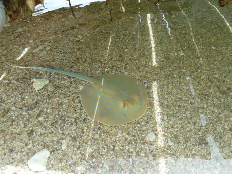 Blaupunktroche am Strand Steigenberger Coraya Beach - Adults only