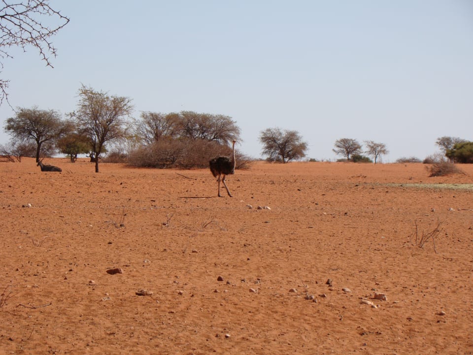 Ausblick Kalahari Anib Lodge