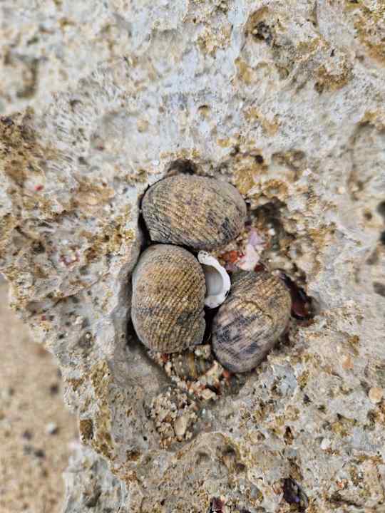 Strand Three Corners Sea Beach Resort