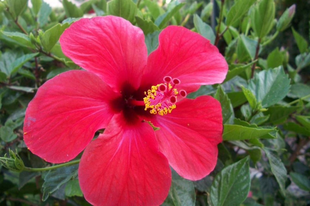 Hibiskusblume Golden Beach Resort