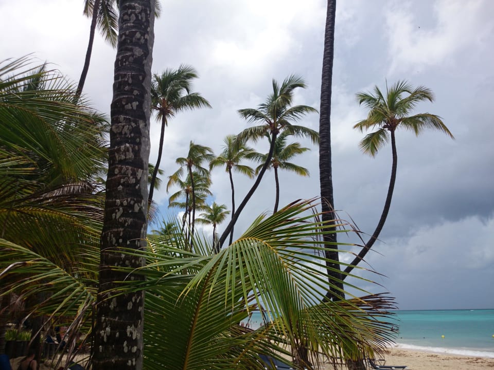 Palmen satt am Strand Grand Palladium Select Bávaro Resort & Spa