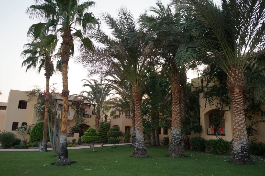 Blick von der Terrasse  Steigenberger Coraya Beach - Adults only