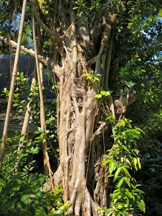 Gartenanlage Moracea by Khao Lak Resort