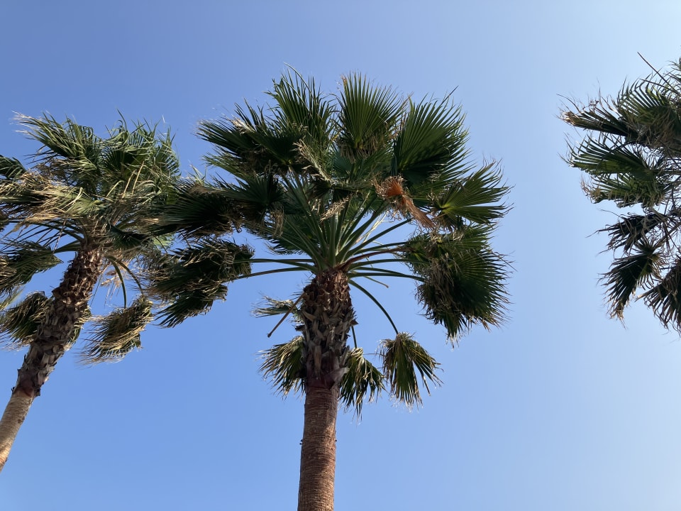 Gartenanlage Aydinbey Famous Resort