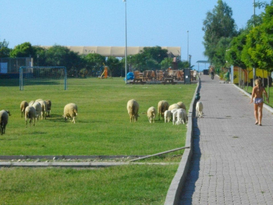 Minizoo Belek Beach Resort Hotel