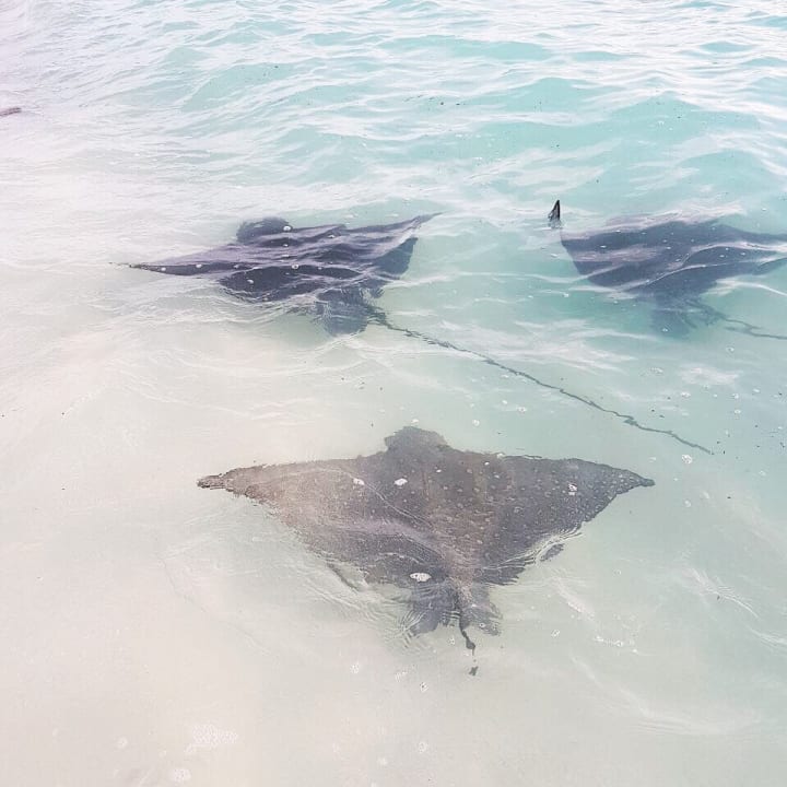 Strand Summer Island Maldives