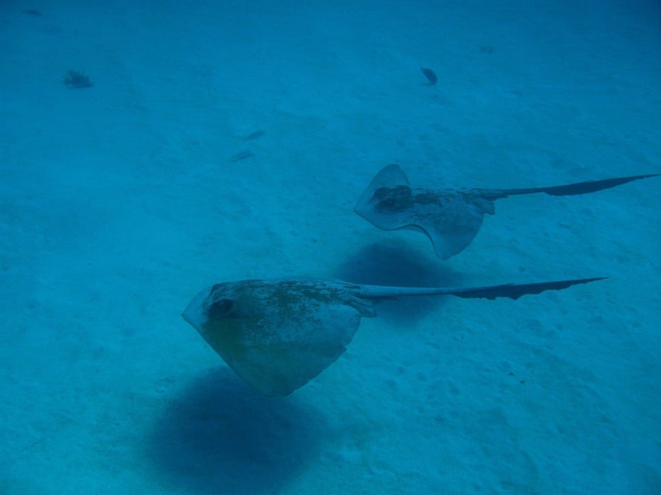 Rochen im Formationsflug - beim Tauchen entdeckt Summer Island Maldives