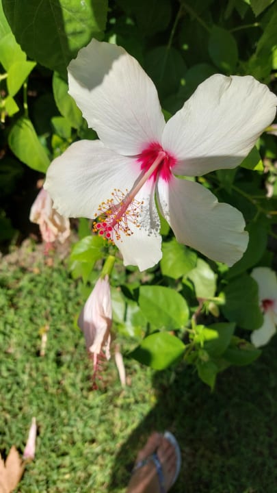 Gartenanlage Sunis Elita Beach Resort & Spa