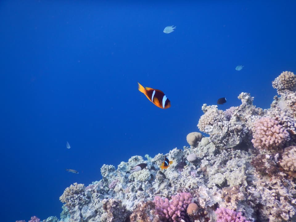 Sport & Freizeit Serenity Alpha Beach