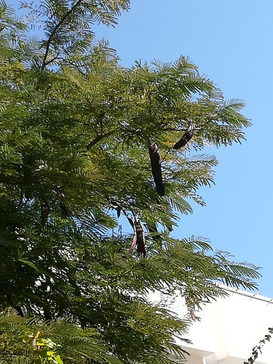 Gartenanlage The Grand Hotel Hurghada