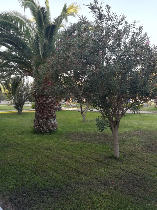 Gartenanlage Hotel Esperia