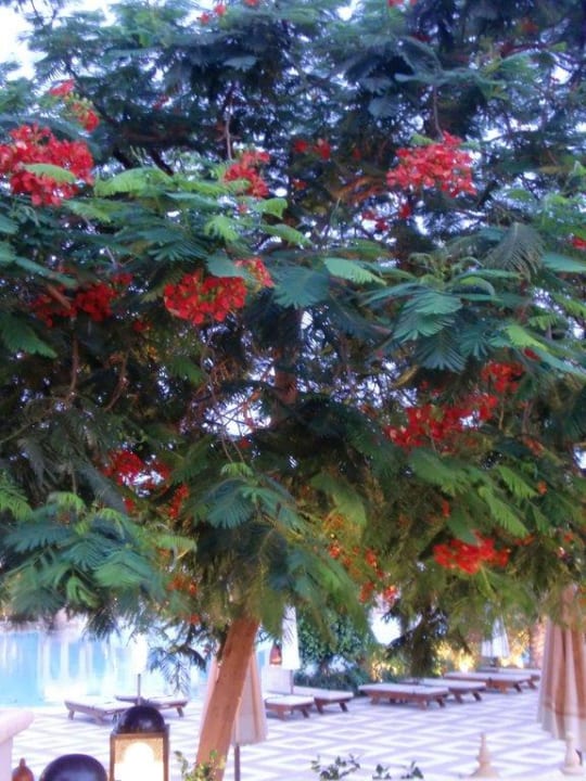 Flora Makadi Palace