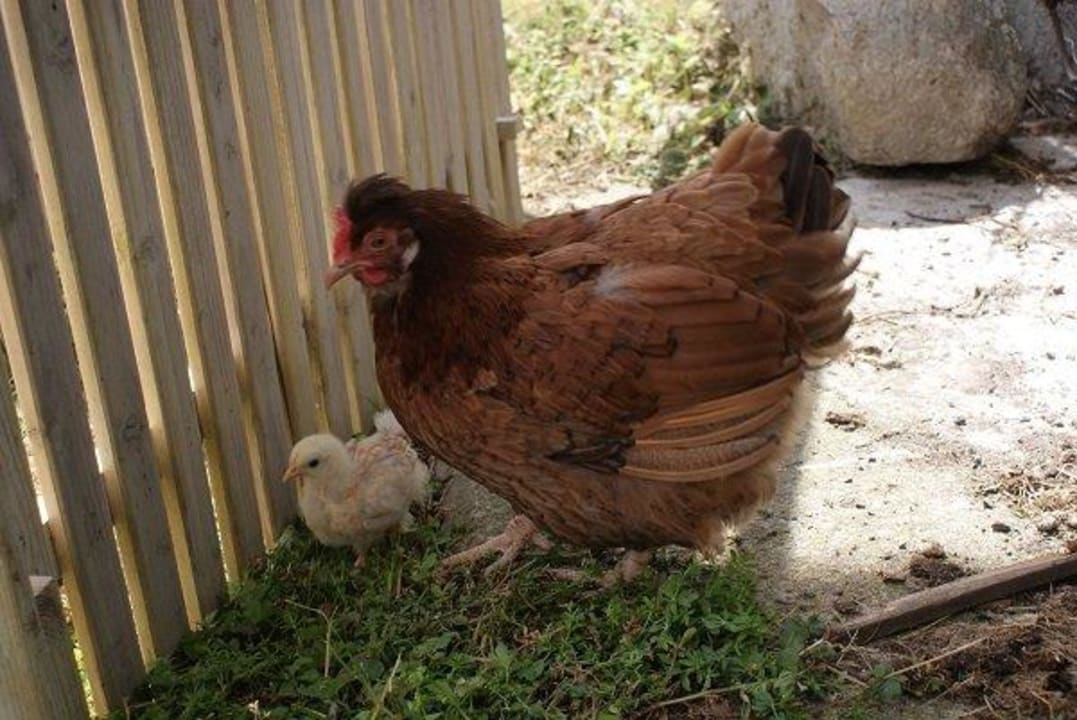 Unsere Hühner Unterdacheben /Apartments/Bauernhof