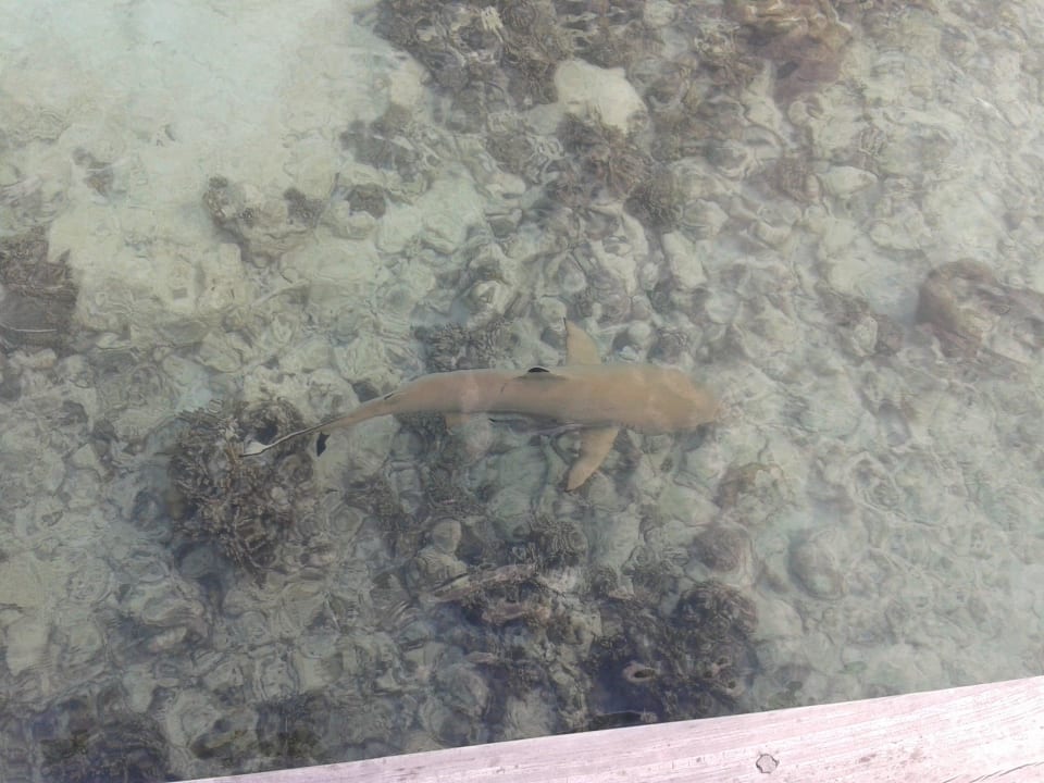 Schnorcheln mit Riffhaien Kuramathi Maldives