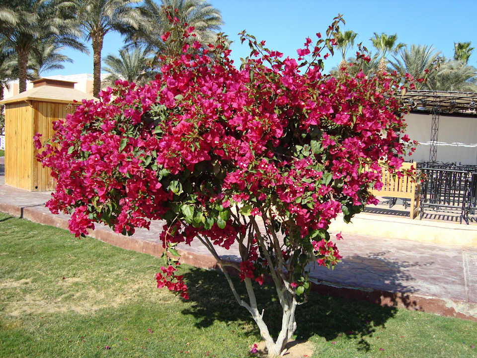 Отель - цветущий куст. Beach Albatros Resort