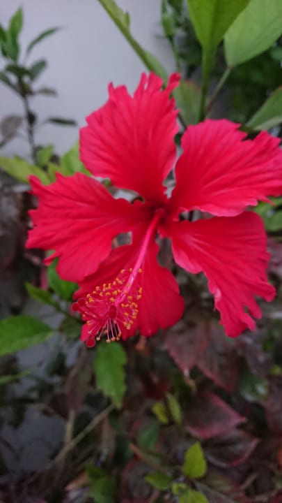 Gartenanlage Lotus Bay Beach Resort