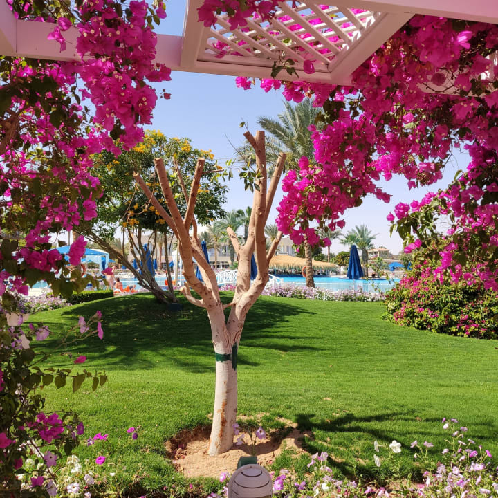 Gartenanlage Desert Rose