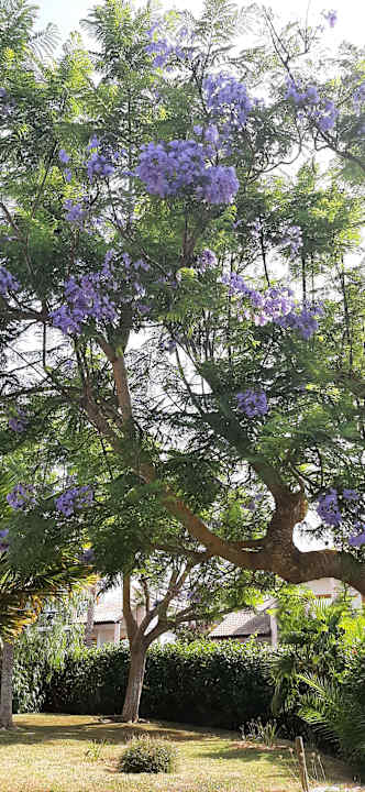 Gartenanlage Hotel Luzmar Villas