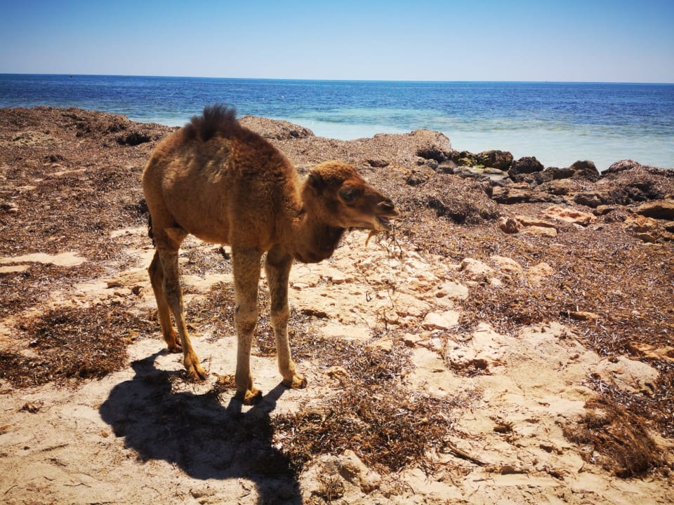 Strand Hotel El Mouradi Djerba Menzel