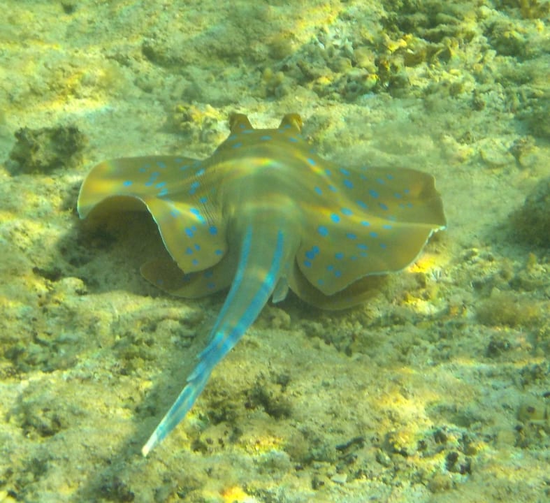 Strand Beach Safari Nubian Resort