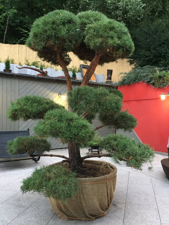 Gartenanlage Grand Hotel Binz by Private Palace Hotels & Resorts