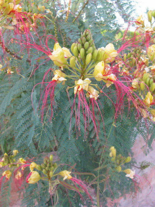 Blumen Coral Sun Beach