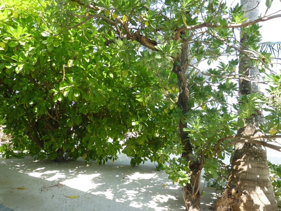 Superiorbungalow 221 Summer Island Maldives