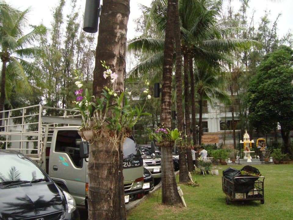 Palmen mit Orchideen DoubleTree by Hilton Phuket Banthai Resort