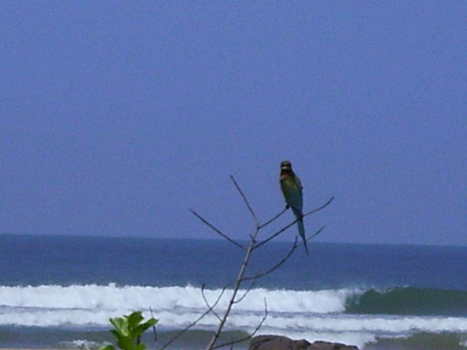 Strand mit Eisvogel Hotel Club Bentota