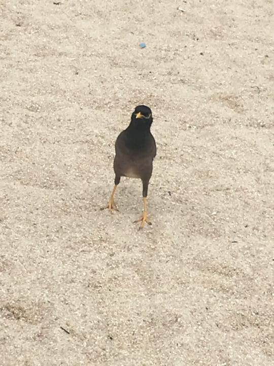 Strand The Fair House Beach Resort