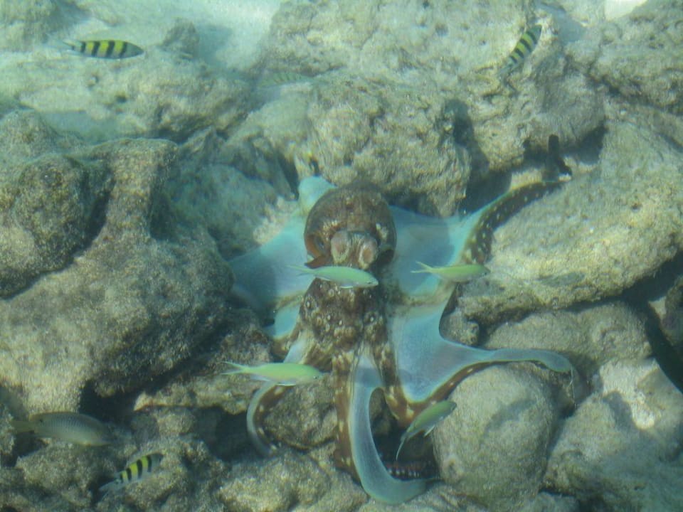 Octopus Summer Island Maldives