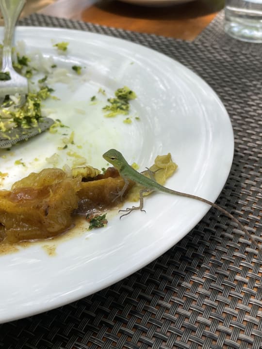 Gastro Surya Lanka Ayurveda Beach Resort