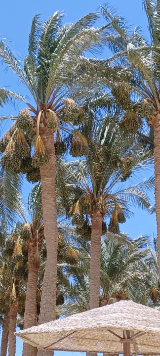 Gartenanlage Grand Makadi