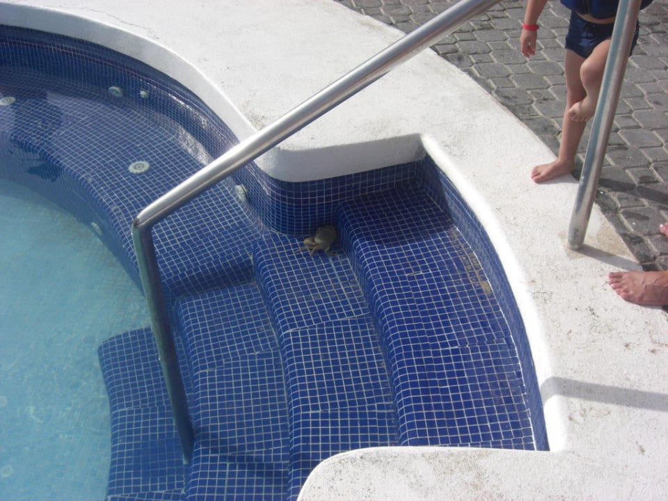 Ungewöhnlicher Pooltaucher Hotel Riu Negril