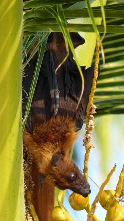 Tolle Aufnahme  Meeru Maldives Resort Island