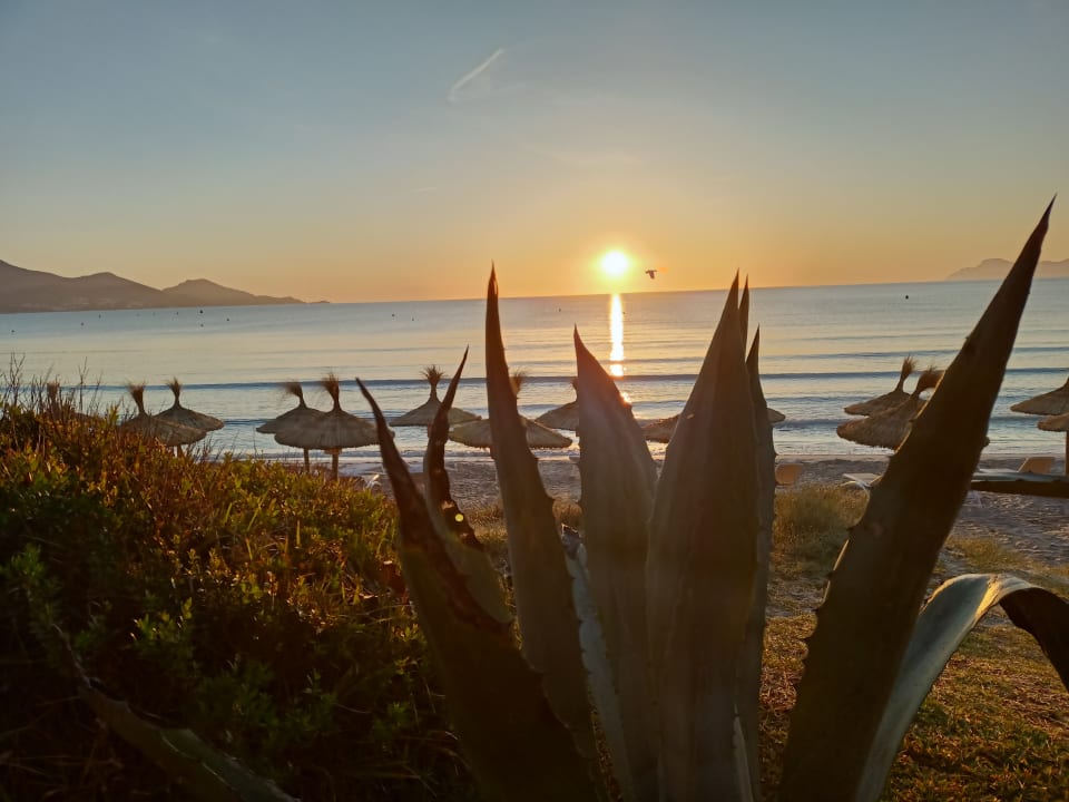 Ausblick Iberostar Selection Playa de Muro Village