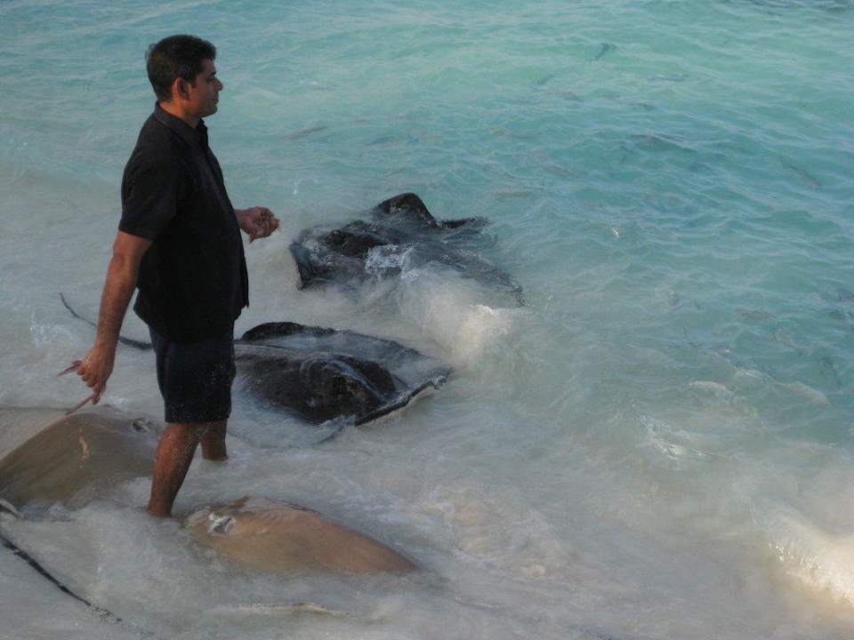 Rochenfütterung NH Collection Maldives Reethi Resort