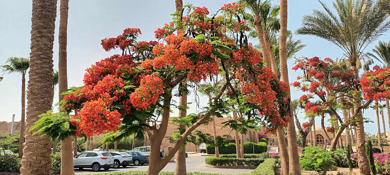 Gartenanlage Mövenpick Resort El Quseir