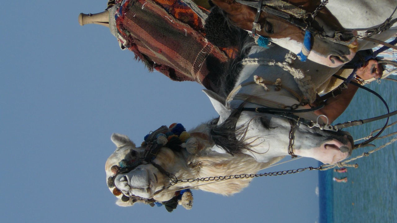 Velbloud Shams Safaga Resort