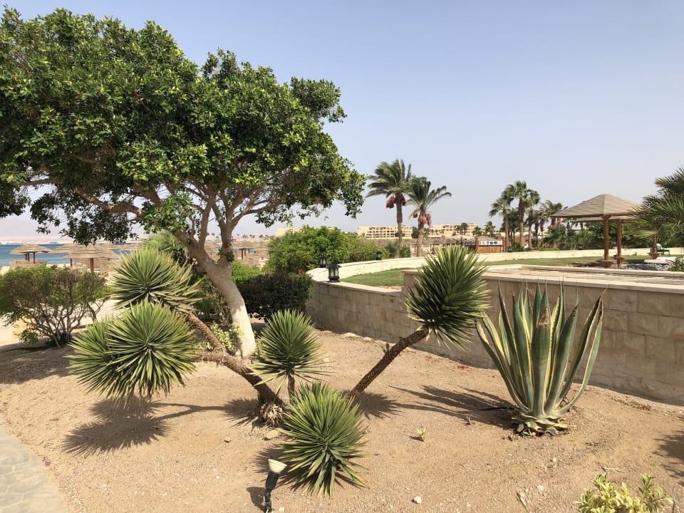 Gartenanlage Hotel Sheraton Soma Bay Resort