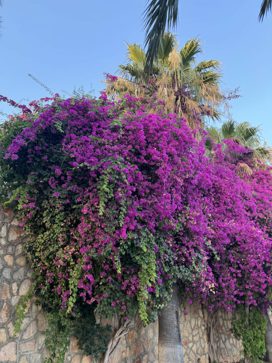 Außenansicht Bodrum Holiday Resort & Spa