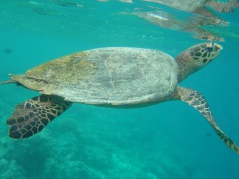 Schildkröte Bandos Maldives