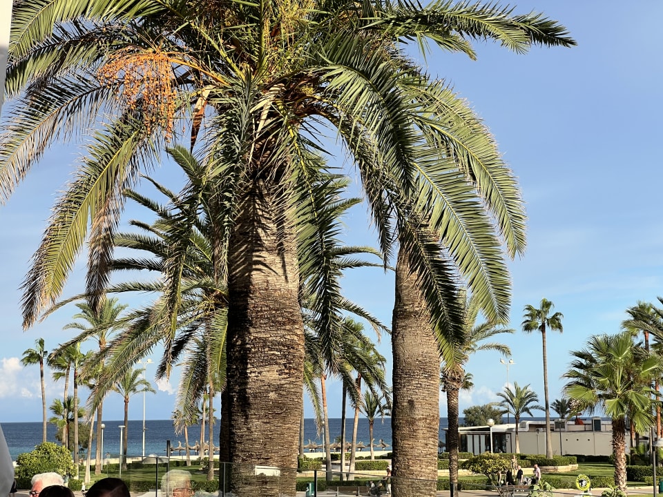 Gartenanlage allsun Hotel Bahia del Este