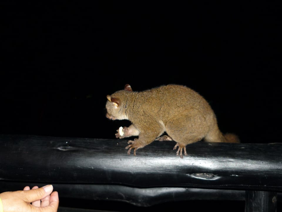 Süßer Besucher auf dem Balkon am Abend Hotel Southern Palms Beach Resort