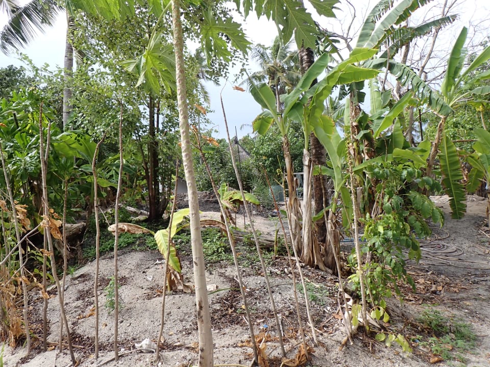 Gartenanlage Angaga Island Resort