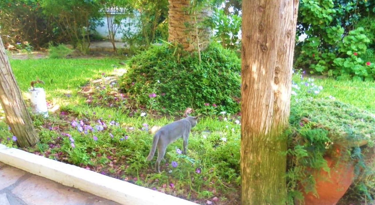 Schöner Hotelkater in Gartenanlage The Orangers Beach Resort and Bungalows