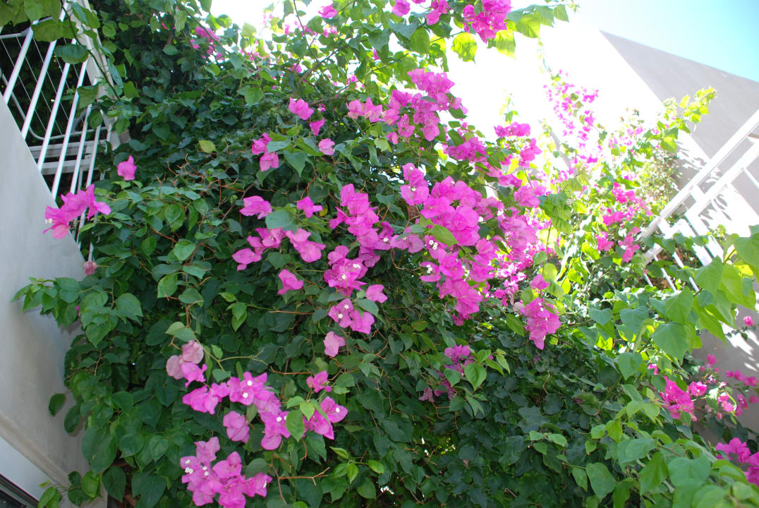 Gartenanlage Nefeli Hotel Rethymno