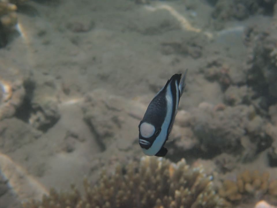 Strand Makadi Spa - Adults only